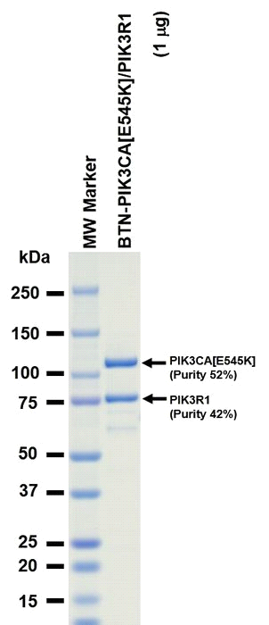 The purity was assessed by SDS-PAGE/CBB staining.